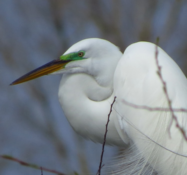 Great Egret head High Island 3_19_2014